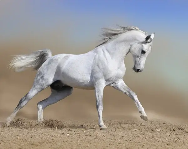 ม้าสีขาว