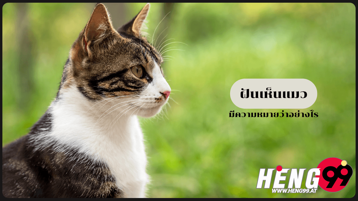 ฝันเห็นแมว